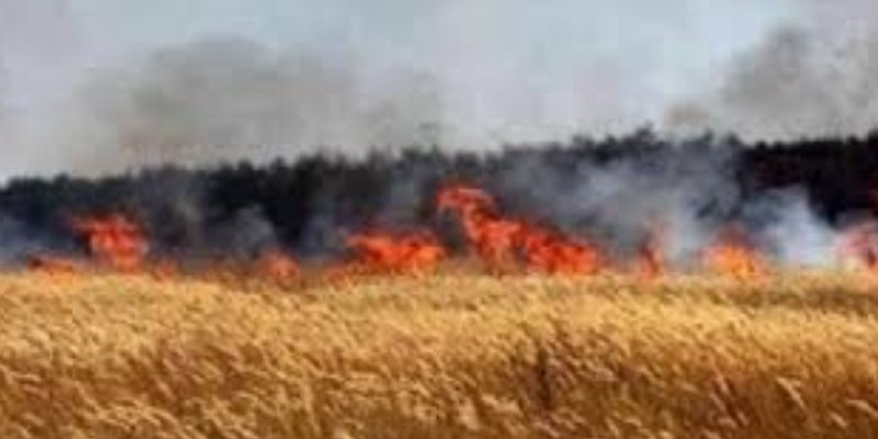 حريق بحقول الحبوب في برقو.. والحماية المدنية تتدخل للسيطرة على النيران